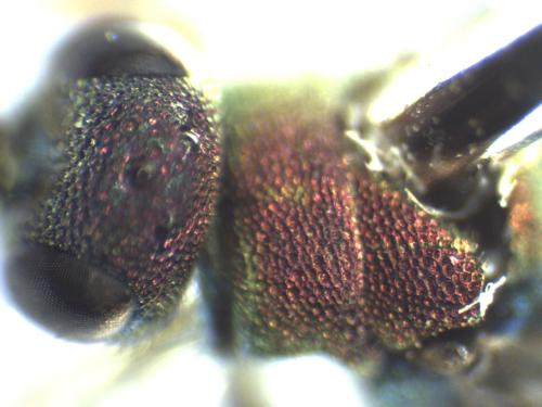 Réf. 328 221 : Hedychridium femoratum